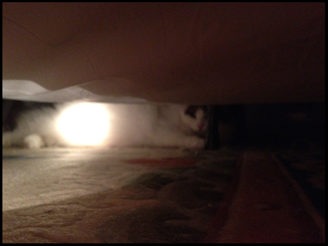 Hiding under the bed.jpg